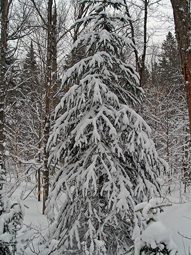 Snow covered pine